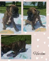 Harlow , a female Boxer for sale in New London, IA – 1 of 3