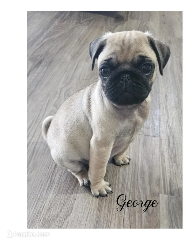 George – Pug puppy for sale in New London, IA