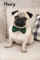 George, a male Pug for sale in New London, IA – Photo 3 of 3