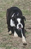 KELSEY, a female Boxer for sale in New London, IA – Photo 2 of 3