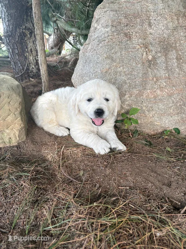 Otto – English Cream Golden Retriever puppy for sale in Fredericksburg, OH