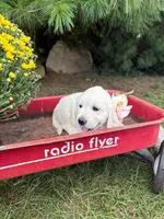 Rosie, a female English Cream Golden Retriever for sale in Fredericksburg, OH – 2 of 2