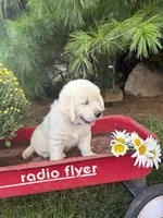 Daisy, a female English Cream Golden Retriever for sale in Fredericksburg, OH – 2 of 2