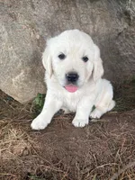 Oscar, a male English Cream Golden Retriever for sale in Fredericksburg, OH – 2 of 2