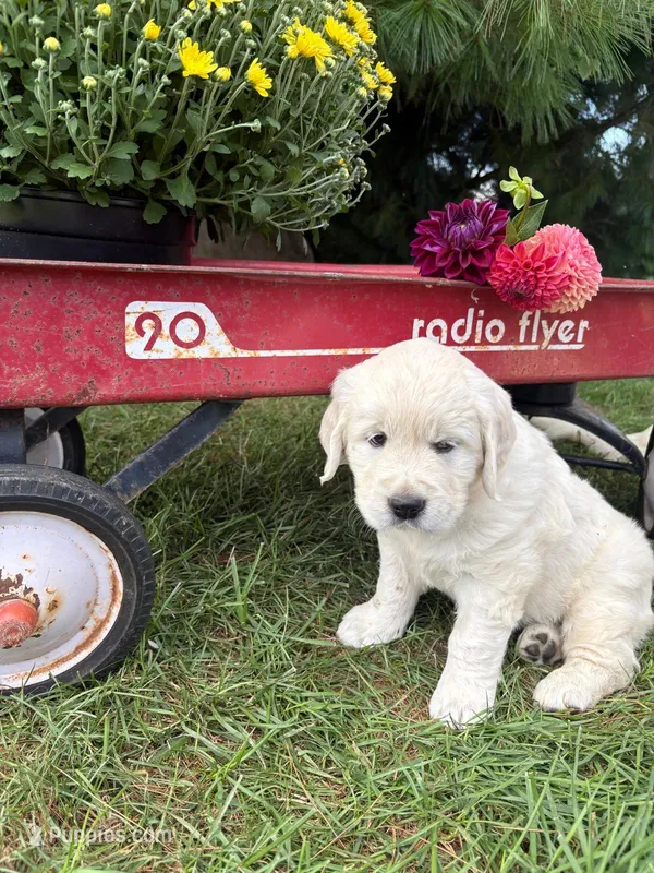 Dahlia – English Cream Golden Retriever puppy for sale in Fredericksburg, OH