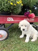 Dahlia, a female English Cream Golden Retriever for sale in Fredericksburg, OH – 1 of 2