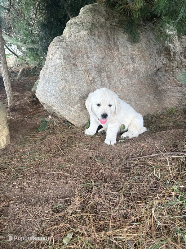 Oscar – English Cream Golden Retriever puppy for sale in Fredericksburg, OH