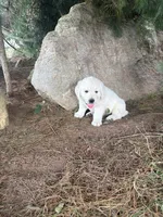 Oscar, a male English Cream Golden Retriever for sale in Fredericksburg, OH – 1 of 2