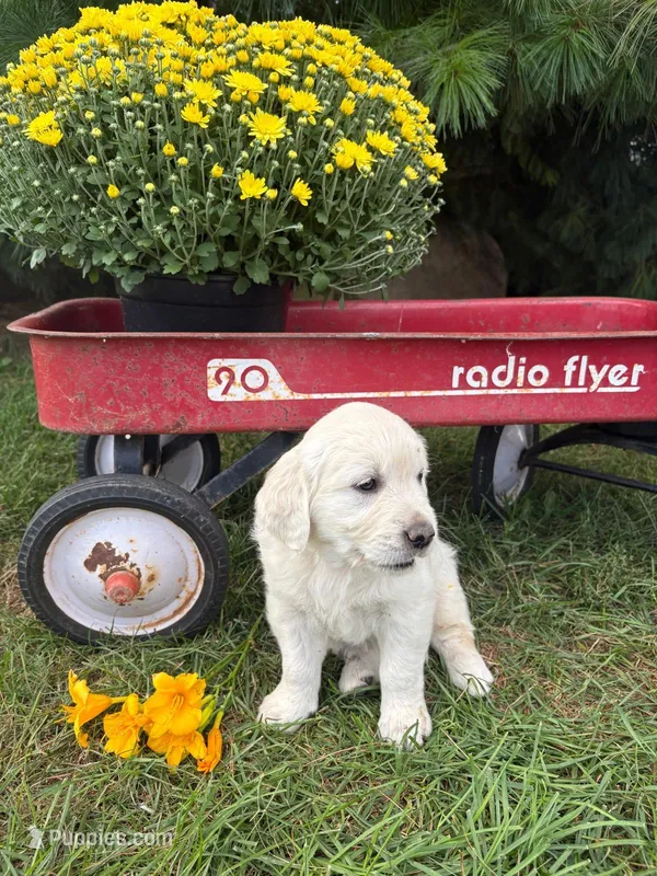 Lily  – English Cream Golden Retriever puppy for sale in Fredericksburg, OH