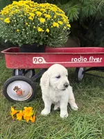 Lily , a female English Cream Golden Retriever for sale in Fredericksburg, OH – 1 of 2