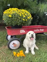 Lily , a female English Cream Golden Retriever for sale in Fredericksburg, OH – 2 of 2