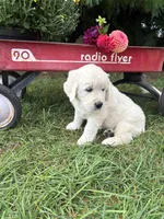 Dahlia, a female English Cream Golden Retriever for sale in Fredericksburg, OH – 2 of 2