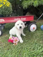 Zinnia, a female English Cream Golden Retriever for sale in Fredericksburg, OH – 2 of 2