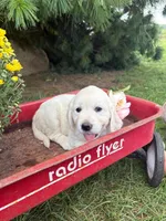 Rosie, a female English Cream Golden Retriever for sale in Fredericksburg, OH – 1 of 2