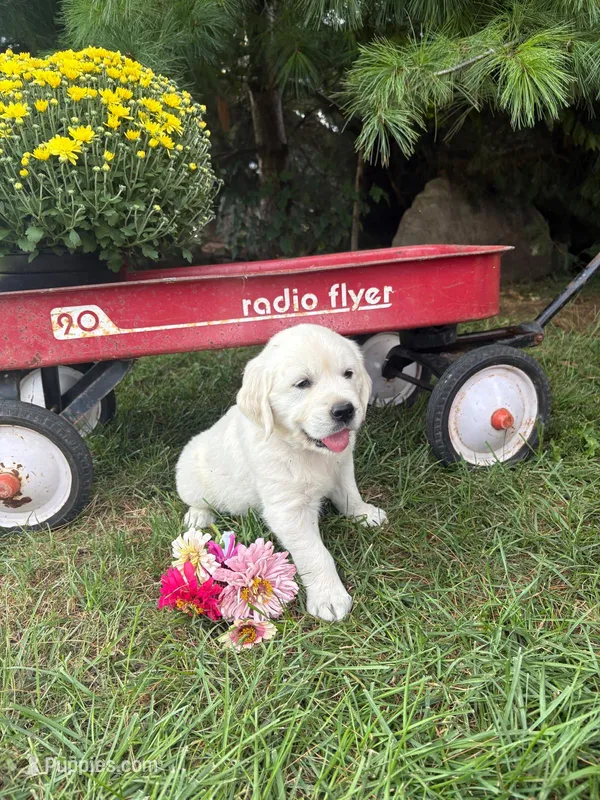 Zinnia – English Cream Golden Retriever puppy for sale in Fredericksburg, OH