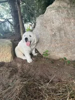 Otto, a male English Cream Golden Retriever for sale in Fredericksburg, OH – 2 of 2