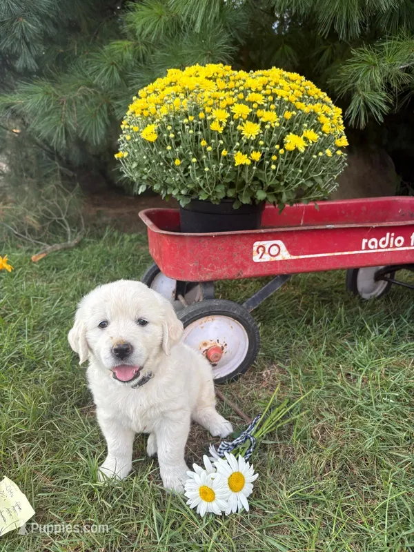 Daisy – English Cream Golden Retriever puppy for sale in Fredericksburg, OH