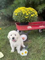Daisy, a female English Cream Golden Retriever for sale in Fredericksburg, OH – 1 of 2