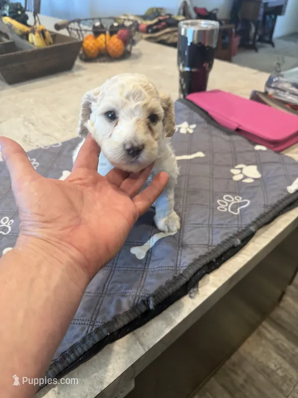 WILLOW – Poodle - Standard  puppy for sale in Temecula, CA
