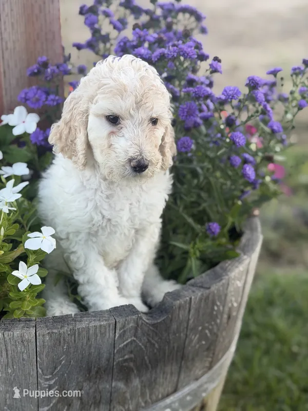 WILLOW – Poodle - Standard  puppy for sale in Temecula, CA