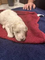 WILLOW, a female Poodle - Standard  for sale in Temecula, CA – 3 of 3