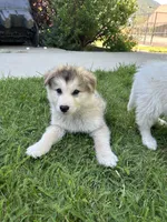 Kodiak, a male Golden Retriever and Native American Indian Dog for sale in Springville, UT – 7 of 8