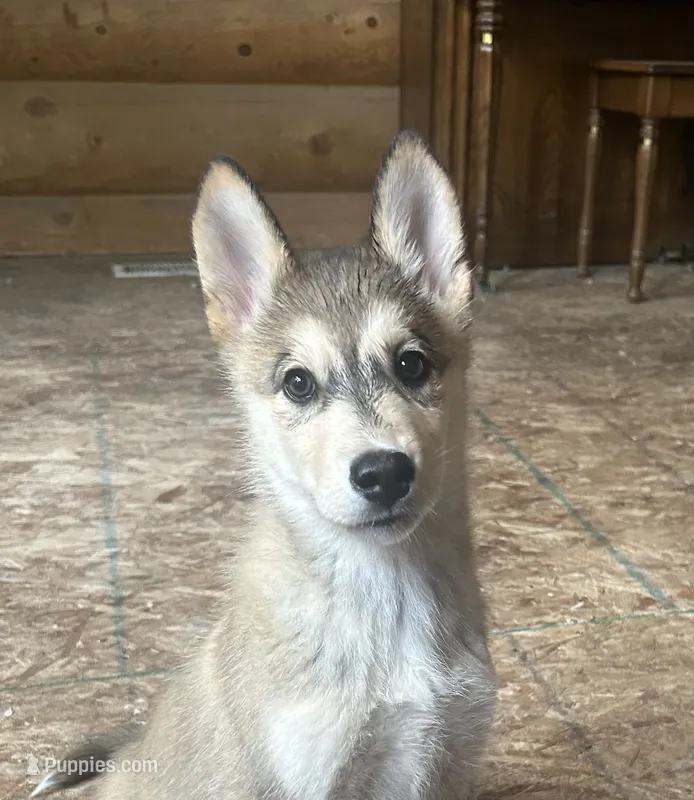 Juniper – Golden Retriever, Native American Indian Dog puppy for sale in Springville, UT