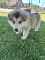 Kodiak, a male Golden Retriever and Native American Indian Dog for sale in Springville, UT – 5 of 8
