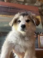 Kodiak, a male Golden Retriever and Native American Indian Dog for sale in Springville, UT – 3 of 8
