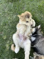 Kodiak, a male Golden Retriever and Native American Indian Dog for sale in Springville, UT – 8 of 8