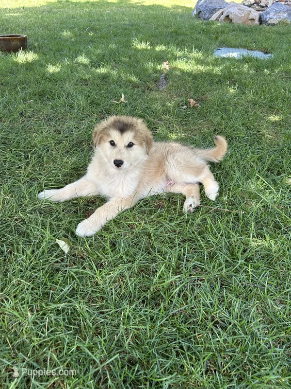 Kodiak – Golden Retriever, Native American Indian Dog puppy for sale in Springville, UT