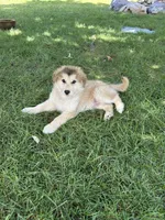 Kodiak, a male Golden Retriever and Native American Indian Dog for sale in Springville, UT – 1 of 8