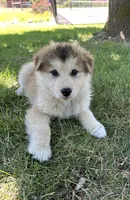 Kodiak, a male Golden Retriever and Native American Indian Dog for sale in Springville, UT – 4 of 8