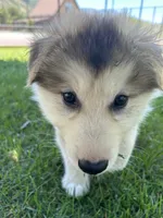 Kodiak, a male Golden Retriever and Native American Indian Dog for sale in Springville, UT – 2 of 8
