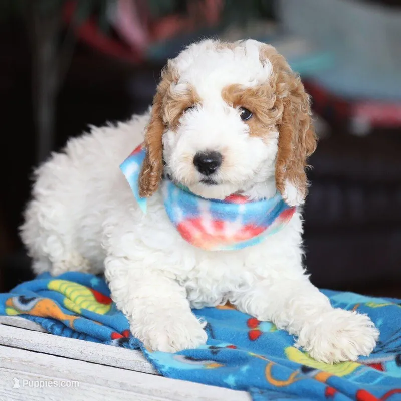 Goldendoodle – Goldendoodle puppy for sale in Los Angeles, CA