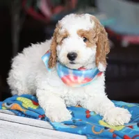 Goldendoodle, a male Goldendoodle for sale in Los Angeles, CA – Photo 1 of 3