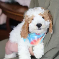 Goldendoodle, a male Goldendoodle for sale in Los Angeles, CA – Photo 3 of 3