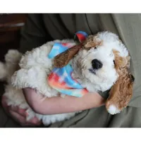 Goldendoodle, a male Goldendoodle for sale in Los Angeles, CA – Photo 2 of 3