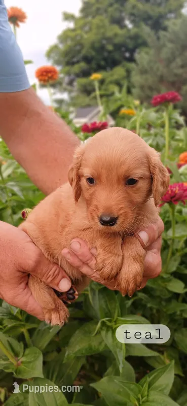 Teal – Golden Retriever puppy for sale in Mount Solon, VA