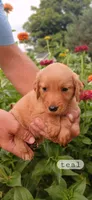 Teal, a female Golden Retriever for sale in Mount Solon, VA – 1 of 1