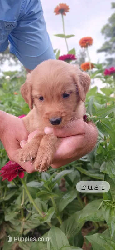 Rust – Golden Retriever puppy for sale in Mount Solon, VA