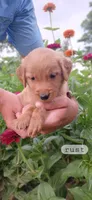 Rust, a male Golden Retriever for sale in Mount Solon, VA – 1 of 1
