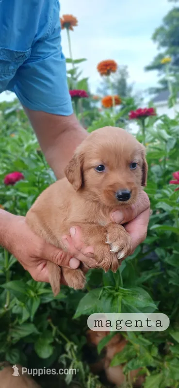 Magenta – Golden Retriever puppy for sale in Mount Solon, VA