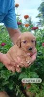 Magenta, a male Golden Retriever for sale in Mount Solon, VA – 1 of 1