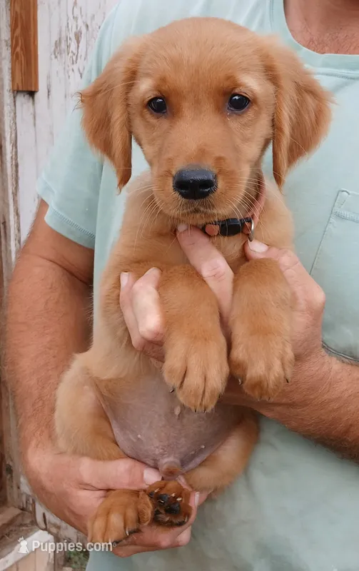 Rust – Golden Retriever puppy for sale in Mount Solon, VA