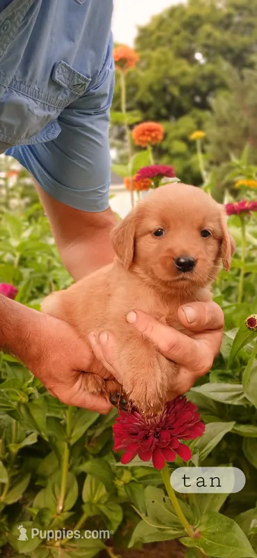 Tan – Golden Retriever puppy for sale in Mount Solon, VA