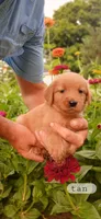 Tan, a female Golden Retriever for sale in Mount Solon, VA – 1 of 1