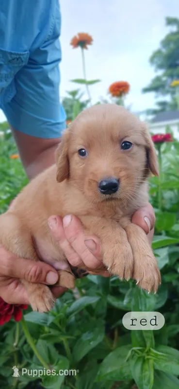 Red – Golden Retriever puppy for sale in Mount Solon, VA