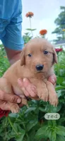 Red, a male Golden Retriever for sale in Mount Solon, VA – 1 of 1
