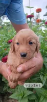 Violet, a male Golden Retriever for sale in Mount Solon, VA – 1 of 1